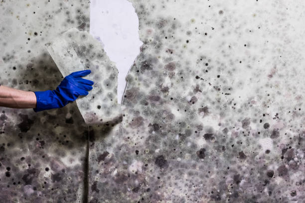 Best Localized Mold Remediation (e.g., coastal areas, humid climates) in Olyphant, PA